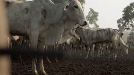 Brésil : de la viande aux hormones importée en Europe réveille la colère des agriculteurs français (France 2)