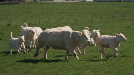 Immersion : au cœur du terroir de l'Allier (France 2)